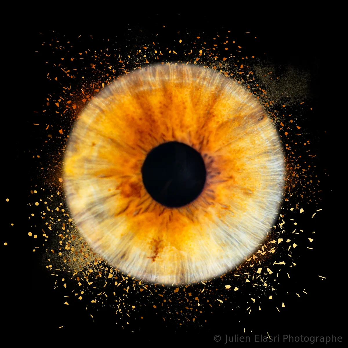 Iris haute définition - Julien Elasri